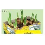 Zwiebelpflanzen versch. Sorten HOFER 6 Stück