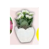 Blühpflanze Valentin Kalandiva in Herzkeramik HOFER 1 Stück