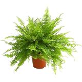 Dehner Schwertfarn 'Sonata' Dehner 1 Stück