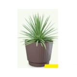 Promotion Bild von Afrika-Grünpflanze Agave HOFER 1 Stück