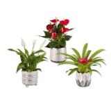 Blühpflanze in Keramik Verschiedene Keramikarten Lidl 1 Stück