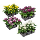 Chrysanthemen verschiedenen Sorten und Blütenfarben HOFER 6 Stück