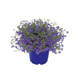 Plantiflor Beet- und Balkonpflanzen Männertreu 870916 HELLWEG 1 Stück