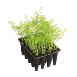 Dehner Gourmet Garten Bunte Möhre Dehner 20 Stück