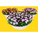 Frühlingsschale verschiedene Bepflanzungen 43227477 BayWa 1 Stück