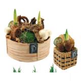 Arrangement Hippeastrum 42770556 BayWa 1 Stück