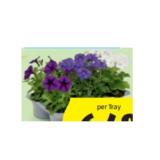 Balkonblumen „SOMMERZAUBER“ versch. dekorative HOFER 6 Stück