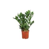Zamioculcas (Glücksfeder) Lidl 1 Stück