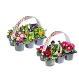 Frühlingsmix Verschiedene Arten und Farben Lidl 6 Stück