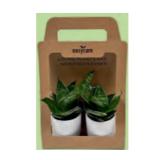 Trendy Grünpflanzen Easy-Care Grünpflanzen 2er-Set,  Ø-Keramik: 7 cm, Höhe ca.15 cm, in Trageverpackung HOFER 1 Stück