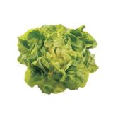 Bild von zarte, frischer Kopfsalat SPAR 1 Stück