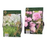 Sommerstauden Zwiebeln Premium Verschiedene Arten und Farben Lidl 1 Packung