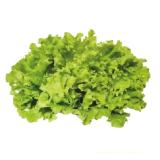 M BIO Gentile Salat MPREIS 1 Stück