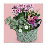 Bepflanze Arrangements und Premium-Ampeln Keramikschale, Mooskorb, Zinkschale HOFER 1 Stück