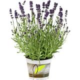 Bild von Lavendel, Preisangabe ohne MwSt. (Preis inkl. MwSt. 3,94 €), METRO 1 Stück