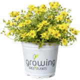 Bidens, Preisangabe ohne MwSt. (Preis inkl. MwSt. 2,25 €), METRO 1 Stück