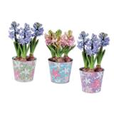 Blumenzwiebeln im Frühlings-Zinktopf versch. Topffarben Lidl 1 Stück