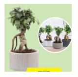 Bonsai In Schale HOFER 1 Stück