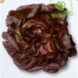 Bild von Ländle Kopfsalat rot SPAR 1 Stück