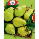 HOFER Marktplatz Birnen „Xenia“ aus Österreich HOFER 1 Kilogramm