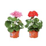 Geranie stehend versch. Blütenfarben Lidl 1 Stück