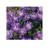 Bild von Plantiflor Herbst-Aster 306159 HELLWEG 1 Stück