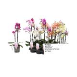Promotion Bild von Orchidee „Multiflora“  verschiedene Farben Sutterlüty 1 Stück