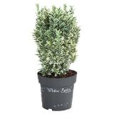 Spindelstrauch 'White Spire' im 2-l-Topf Dehner