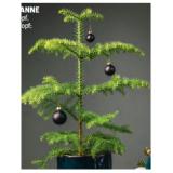 Zimmertanne im 17-cm-Topf HOFER 1 Stück