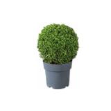 Buxuskugel Lidl 1 Stück