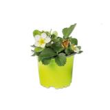 Bio Erdbeerpflanze Lidl 1 Stück
