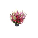 Plantiflor Knospenheide „Trio“ 900001 HELLWEG 1 Stück