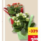 Kalanchoe MPREIS 1 Stück