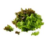 Multicolor Salat mit Wurzeln Lidl 1 Stück
