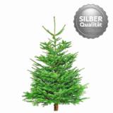 Promotion Bild von Plantiflor Nordmanntanne „Silber-Qualität“, 150-190 cm 566452 HELLWEG 1 Stück