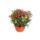 Oleander Trio in Schale Lidl 1 Stück