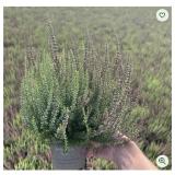 Calluna Beauty Ladies Mintberry 13-cm-Topf Bellaflora 1 Stück