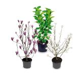 Ziergehölz versch. Sorten HOFER 1 Stück