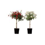 Rosenstamm Verschiedene Blütenfarben Lidl 1 Stück