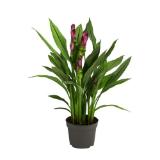 Dehner Indische Safranwurz 'Siam Splash' Dehner 1 Stück