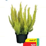Baumheide 43210629 BayWa 1 Stück