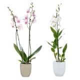 Orchideenvielfalt versch. Sorten mit Besonders Dekorativen Blüten HOFER 1 Stück