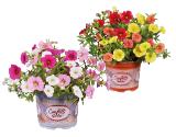 Calibrachoa Mix verschiedene Blütenfarben Lidl 1 Stück