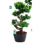 Gingseng 42770567 BayWa 1 Stück