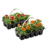 Beetpflanzen Verschiedene Arten und Blütenfarben Lidl 10 Stück