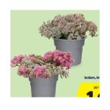 HERBSTPFLANZEN-MIX Sedum, im 12-cm-Topf HOFER 1 Stück