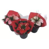 Anthurien Strauß T&G 1 Bund