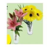 Schnittblumen versch. Sorten HOFER 1 Stück