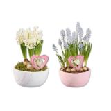 Blumenzwiebeln in Zementschale mit Herzstecker Muscari oder Hyazinthe Lidl 1 Stück