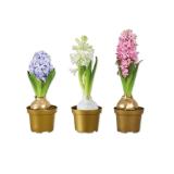 Hyazinthe gewachst Verschiedene Blüten- und Wachsfarben Lidl 1 Stück